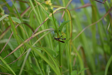 yellow-legged mud-dauber wasp aka Sceliphron caementarium