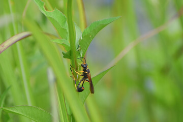 yellow-legged mud-dauber wasp aka Sceliphron caementarium