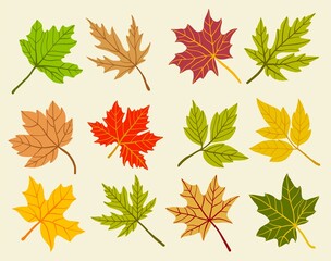 Fototapeta premium Collection of simplicity maple leaf freehand drawing flat design.