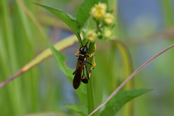 black and yellow wasp on a flower