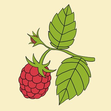 Doodle freehand outline sketch drawing of raspberry fruit.