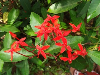 red  flower and green leaves