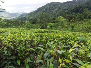 Fototapeta na wymiar Greenery tea plantation in Sri Lanka
