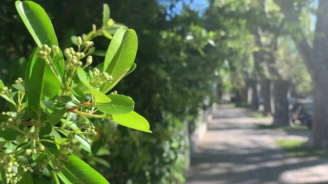Plantas verdes sobre pasarela de pared en el camino