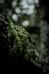 
The green nature that looks fresh when you look at it