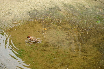 House Sparrow (Passer domesticus) perched on a wall in Japan - 鳥 すずめ 