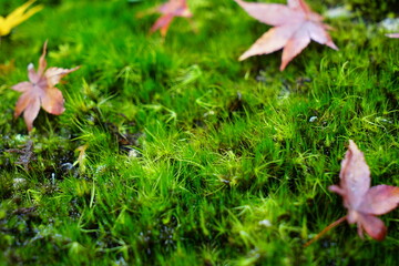 貴重な天然ヤマトフデゴケの上にモミジの落ち葉