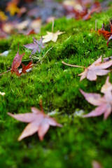 貴重な天然ヤマトフデゴケの上にモミジの落ち葉