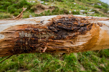 Fototapeta premium 2021 07 23 Revine Lago tree trunk