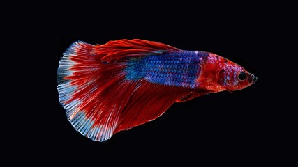Obraz premium Siamese betta fish is the national fish of Thailand. It is a fighter fish. The distinctive feature of this figure has three colors: white-red-blue.