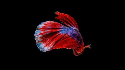 Fototapeta na wymiar Siamese betta fish is the national fish of Thailand. It is a fighter fish. The distinctive feature of this figure has three colors: white-red-blue.