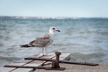 Seagull on the old sea pier background.