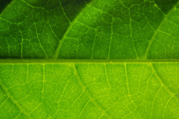 Obraz na płótnie Canvas Background macro pattern of green leaves