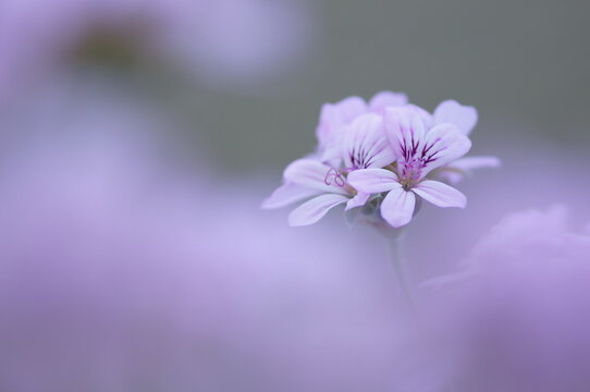 ローズゼラニウムのアップ