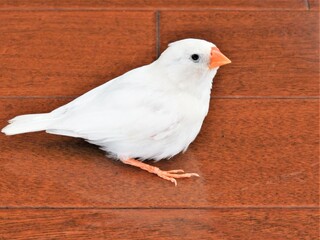 キンカチョウ