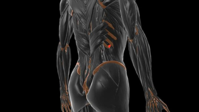 Linea alba Anatomy For Medical Concept 3D
