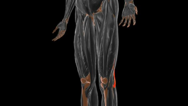 Long head of biceps femoris Muscle Anatomy For Medical Concept 3D