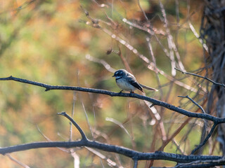 Plump Wagtail Side On