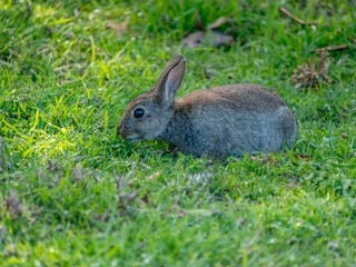 Wild Young Bunny