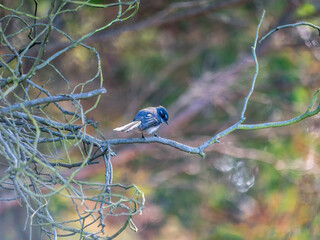 Willie Wagtail Head Bowed