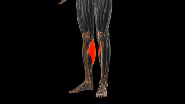 Medial head of gastrocnemius Muscle Anatomy For Medical Concept 3D