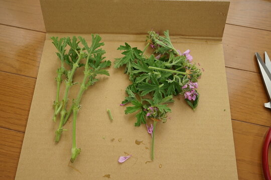 ローズゼラニウムの挿し穂づくり