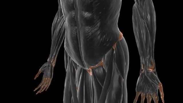 Gluteus medius Muscle Anatomy For Medical Concept 3D