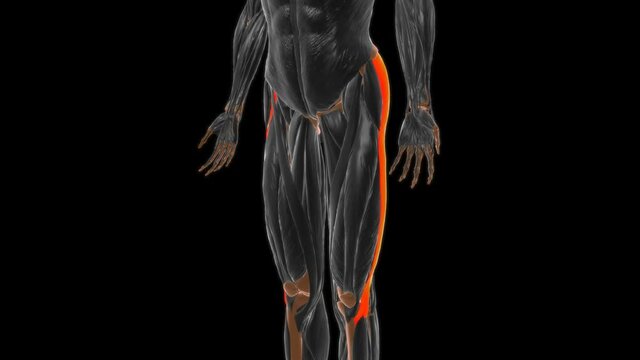 Iliotibial tract or band Anatomy For Medical Concept 3D