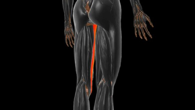 Gracilis Muscle Anatomy For Medical Concept 3D
