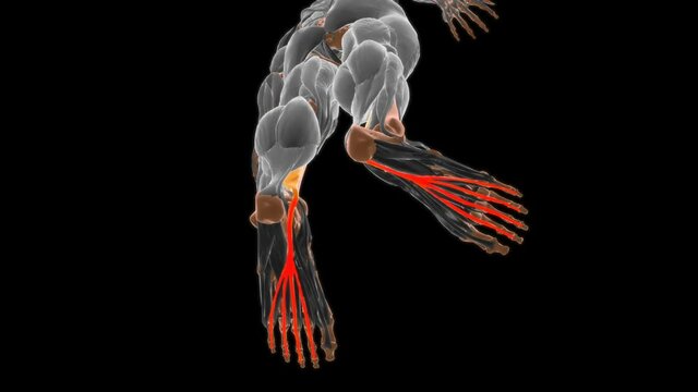 Flexor digitorum longus Muscle Anatomy For Medical Concept 3D