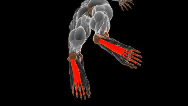 Flexor digitorum brevis Muscle Anatomy For Medical Concept 3D