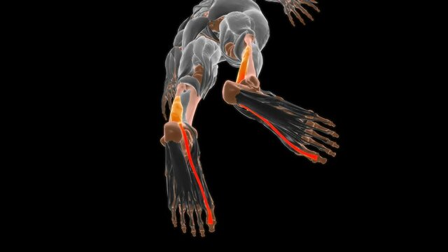 Flexor hallucis longus Muscle Anatomy For Medical Concept 3D