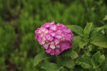 初夏の公園に咲くピンク色のアジサイの花