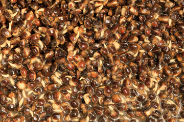 Cooked hemp to bait for the growing of large carps .