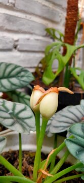 ornamental plants have beautiful leaves