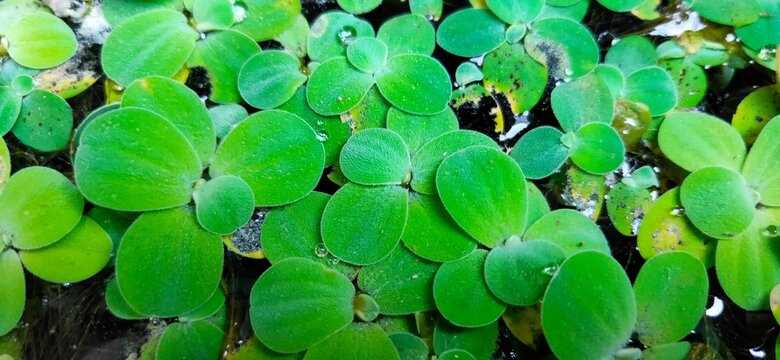 ornamental plants have beautiful leaves