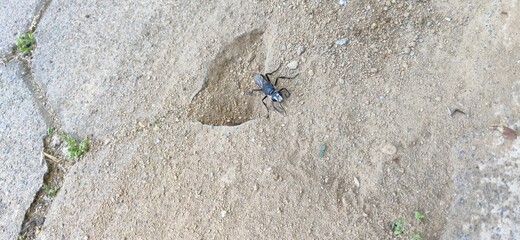 the black wasp is on the ground
