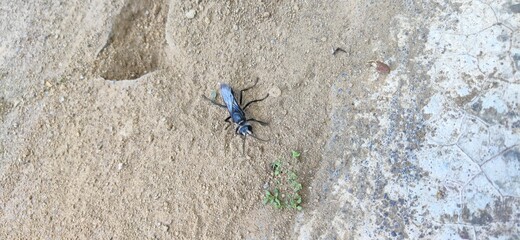 the black wasp is on the ground