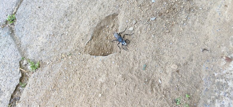 the black wasp is on the ground