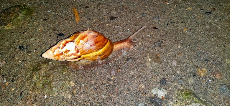 snails have shells on the ground