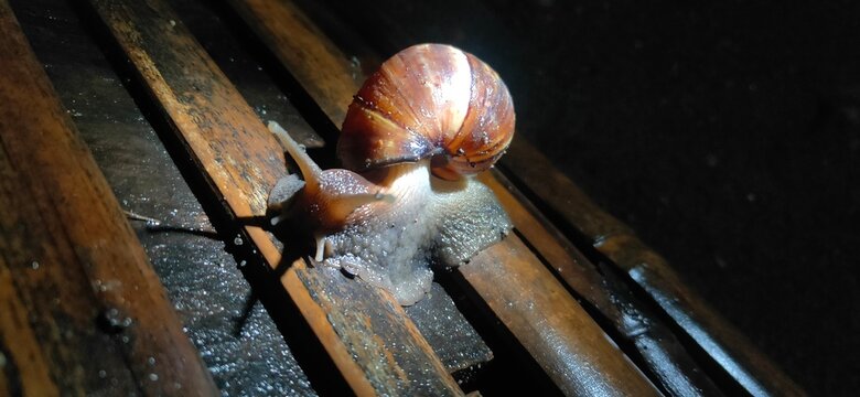 snails have shells on the ground