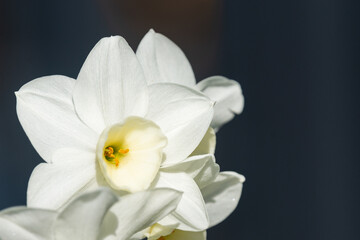 Close-up image of stamens of a white daffodil flower
