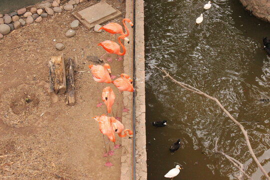 Animales encarcelados en el zoológico. Flamencos y patos conviviendo.