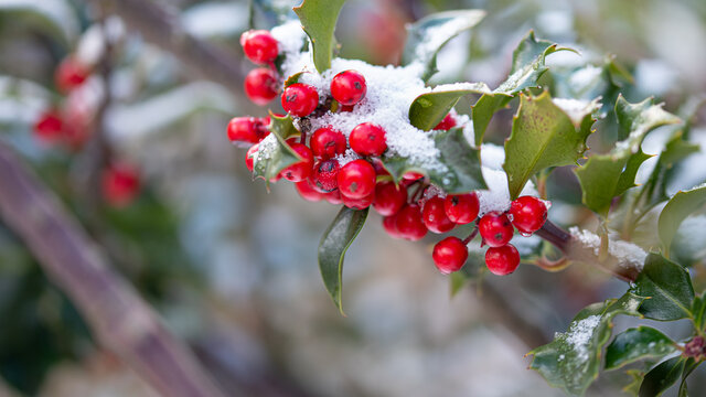 Shrub with snowy red fruit