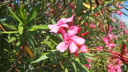 Flower of Oleander or Nerium (Nerium oleander), Greece, Halkidiki
