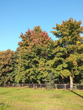 autumn in the park
