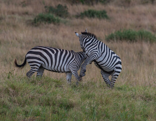 Obraz na płótnie Canvas Plaufull Zebra