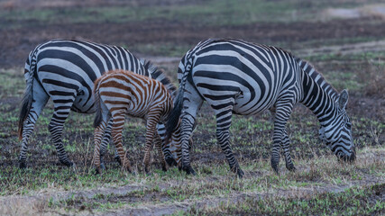 Obraz na płótnie Canvas Plaufull Zebra