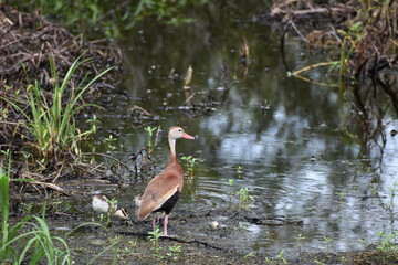 black-bellied whistling ducks and ducklings in the lake
