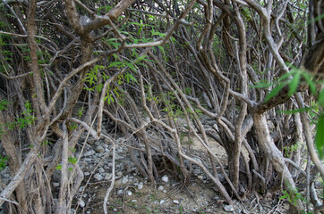 Mystical thickets in the forest, tree trunks